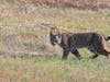 A bobcat sighting in Concord, California.