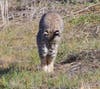 A bobcat sighting in Concord, California.