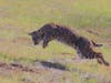 A bobcat sighting in Concord, California.