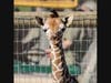 Valentino, Dobby, Patches, Vino or Ollie? Help name this baby boy giraffe, born Feb. 13 at Safari West in Santa Rosa.