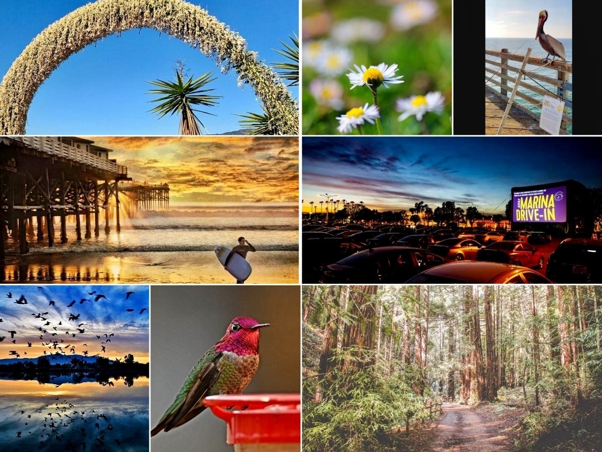 Clockwise from top left: Ocean View From Santa Monica; Wildflowers At Vasona Lake; Pelican On Oceanside Pier; Marina Drive-In At Sunset; Redwood Regional Park; Beautiful Hummingbirds In Ramona; Sunset Reflected In Water; Pacific Beach Pier