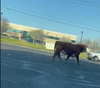A bull walks along a Concord roadway Thursday after a jaunt down state Highway 4.