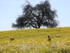 Mustard in bloom Saturday in Sonoma County's Valley of the Moon.