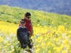 Visitors flock over the weekend to North Bay mustard fields.