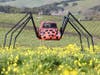 Mustard blooms around a giant ladybug — err Volkswagen Bug — at Pronzini Farms in Petaluma.