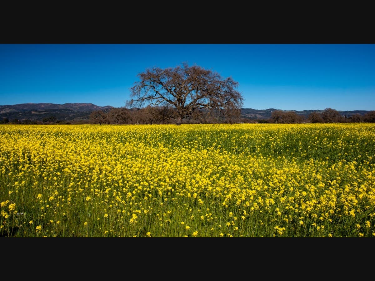 A mustard field blooms along state Highway 12 in Sonoma County.