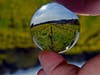 Lensball view of the mustard field at Bartholomew Estate Winery in Sonoma, March 2, 2021.