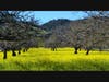 A mustard field in bloom Feb. 28, 2021, along Lawndale Road near state Highway 12 in Sonoma County. 