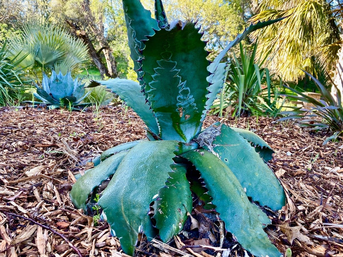 A succulent that appears to be a shark tooth agave or similar grows at Markham Nature Park and Arboretum, 1202 La Vista Ave. in Concord.
