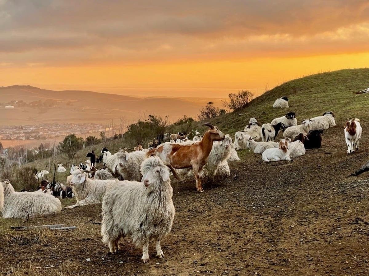 Goats are shown grazing at sunset in Benicia and will continue to graze the city's open spaces from late March through June, removing combustible vegetation.