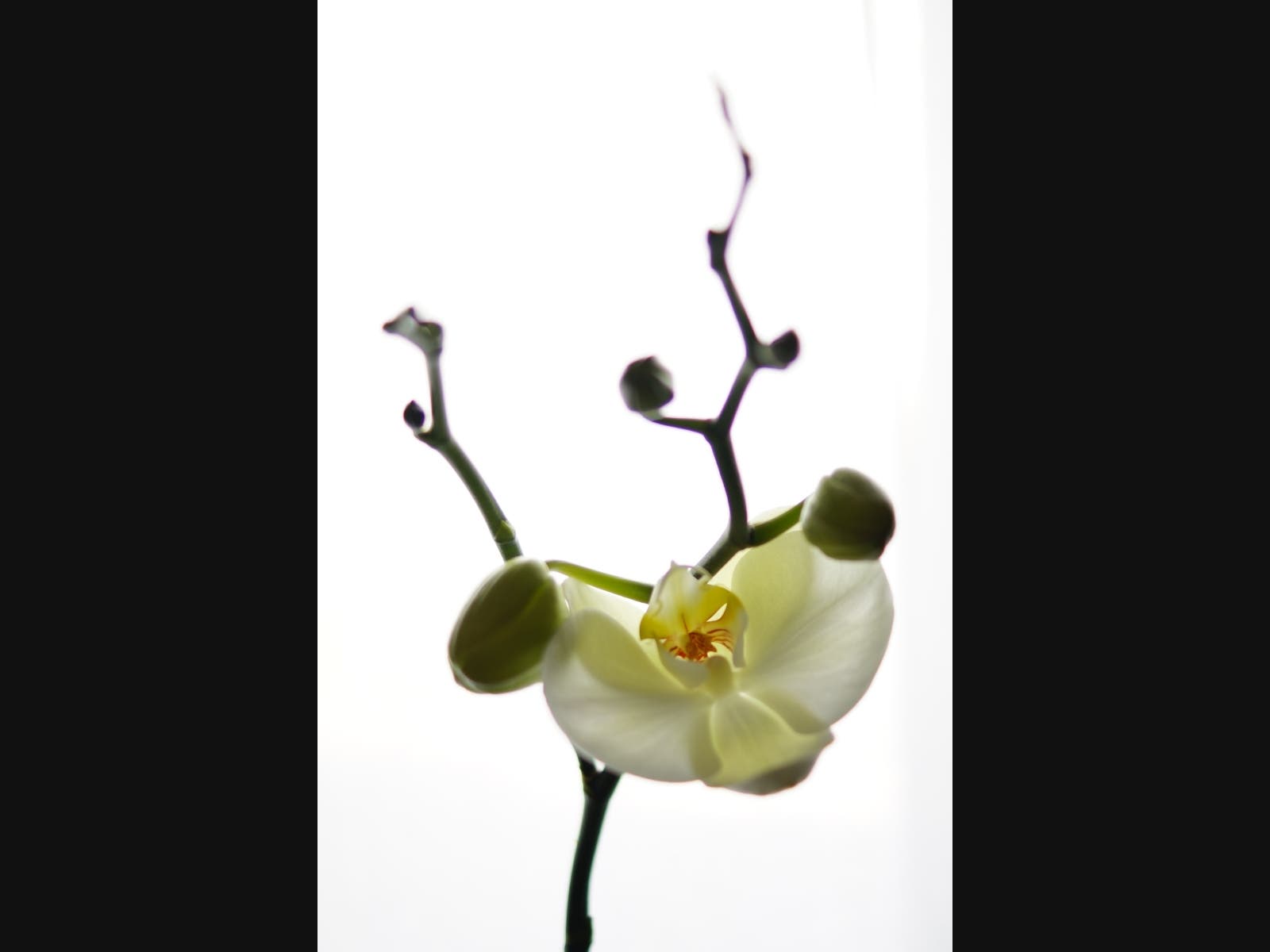 A white orchid blooms upside down.
