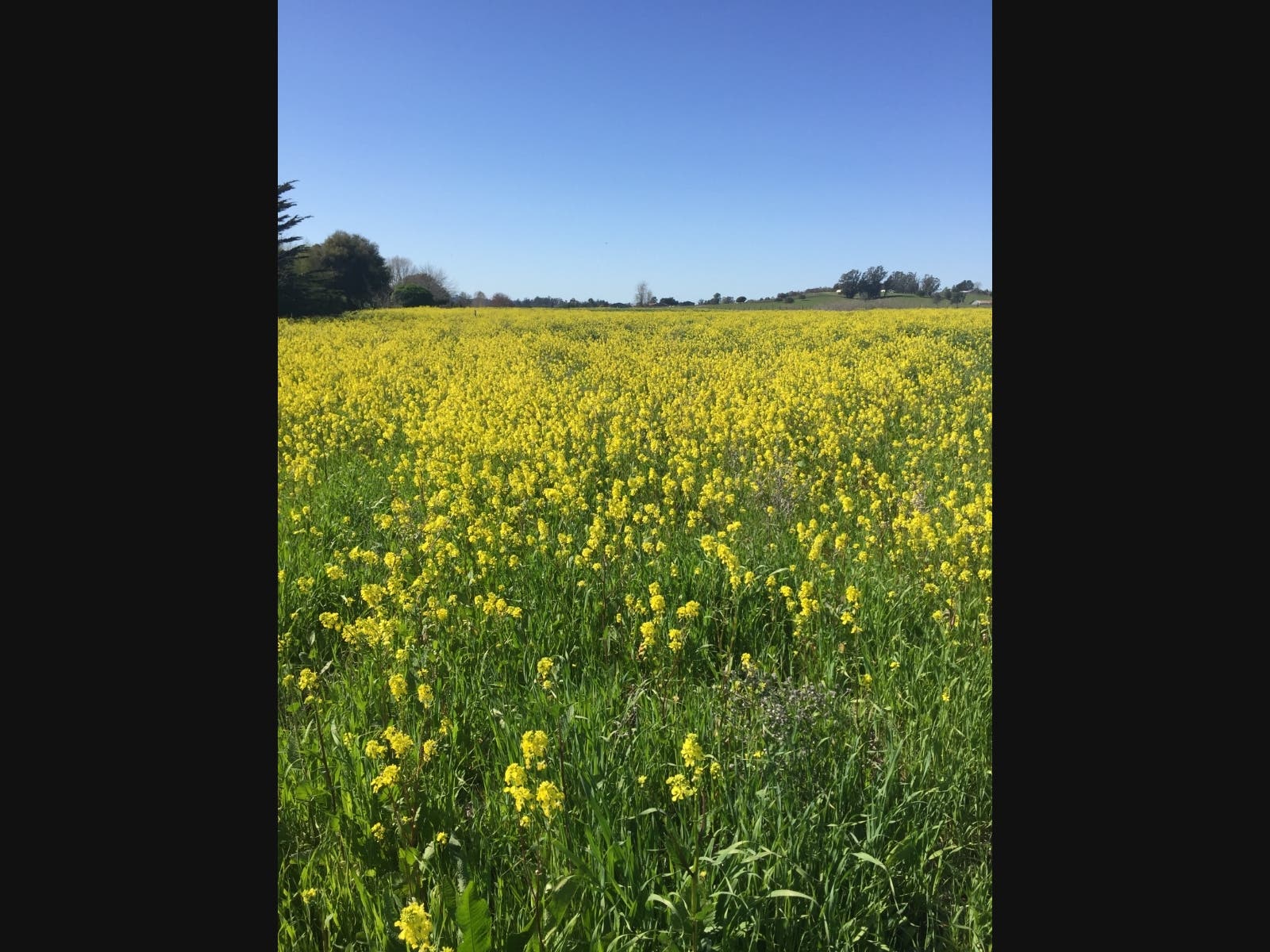 A mustard field blooms in Petaluma.