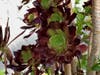 Backyard succulents