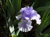 A iris blooms in a Davis, California back yard