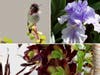 An Anna's hummingbird, an iris and a succulent plant are pictured in a Davis, California 