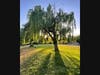 A soothing scene in East Davis, California, May 7, 2021