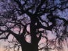 6:06 p.m. Feb. 26, 2021, Mace Ranch Park in Davis, California