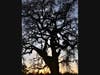5:44 p.m. Feb. 26, 2021, Mace Ranch Park in Davis, California