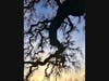 5:46 p.m. Feb. 26, 2021, Mace Ranch Park in Davis, California