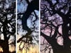 A tree's silhouette is pictured as day turns to dusk, Feb. 26, 2021, in Davis, California.