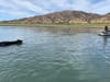 Napa County sheriff's deputies rescue a bull Wednesday from Lake Berryessa.
