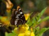 This photo of a butterfly was taken in Santa Rosa.