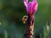 This photo of a bee was taken in Santa Rosa.