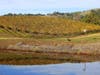 A fall scene in the Carneros wine region in southern Napa County.