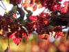 Fall vineyards in southern Napa Valley