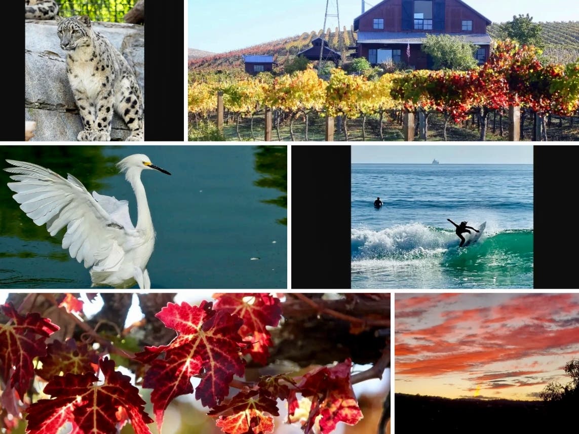 Clockwise from top left: Snow Leopard At San Diego Zoo; Fall In Napa Valley; Surfers In Carlsbad; Breathtaking Sunset Over San Mateo; Fall In Napa Valley; Wildlife At Lindo Lake