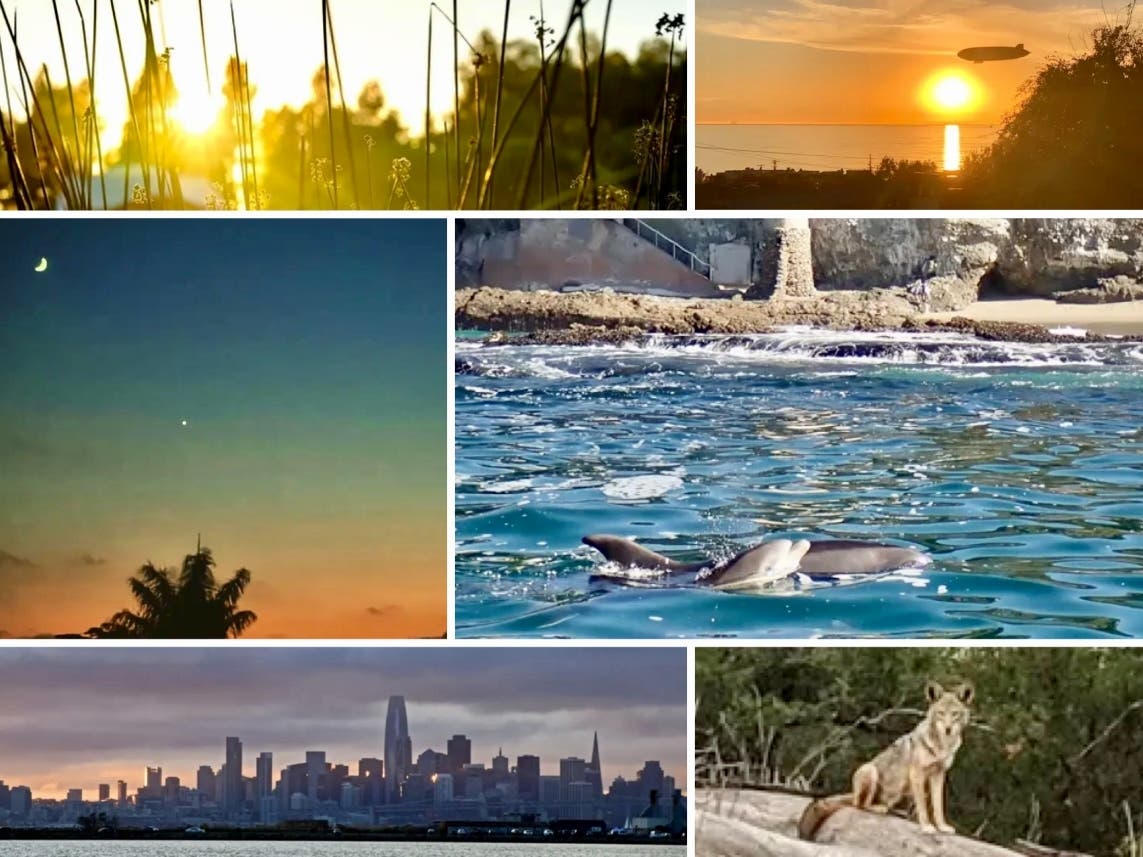 Clockwise from top left: Golden Sunset At Lake Elizabeth; Goodyear Blimp At Sunset; Baby Dolphin Plays Off Victoria Beach; Coyote At Ramona Grasslands Preserve; Gray Day: Twilight Moon, Venus
