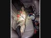 Evidence of catalytic converter thefts was found on the backseat of the suspects' car early Sunday, Petaluma police said.