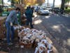 Volunteers hand out Thanksgiving meals complete with turkeys Sunday at the Napa Expo.