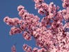 Cherry blossoms bloom mid-February at Santa Rosa Junior College's Petaluma campus.