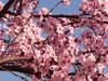 Cherry blossoms bloom mid-February at Santa Rosa Junior College's Petaluma campus.