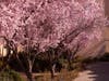 Cherry blossoms bloom mid-February at Santa Rosa Junior College's Petaluma campus.
