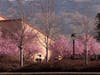 Cherry blossoms bloom mid-February at Santa Rosa Junior College's Petaluma campus.