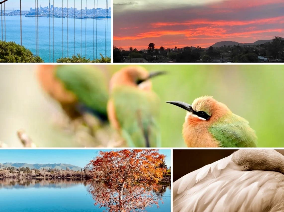 Clockwise from top left: Tourist's View Of San Francisco; Escondido Sunset; Birds At San Diego Zoo; Peaceful Quarry Lakes