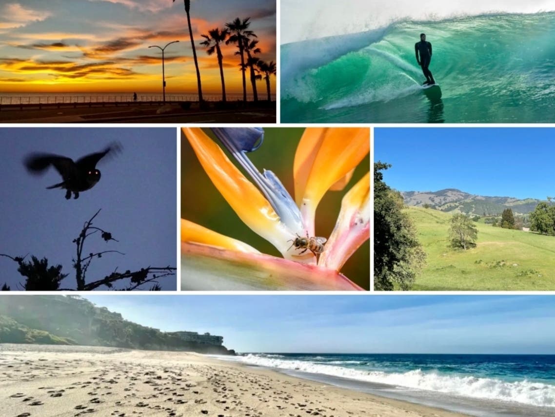 Clockwise from top left: Colorful Carlsbad Sunset; Encinitas 'Shadow Surfer'; Danville's Alamo Oaks; Hundreds Of Footprints On Aliso Shore; Bee On Bird Of Paradise; Owl At Lighthouse Field