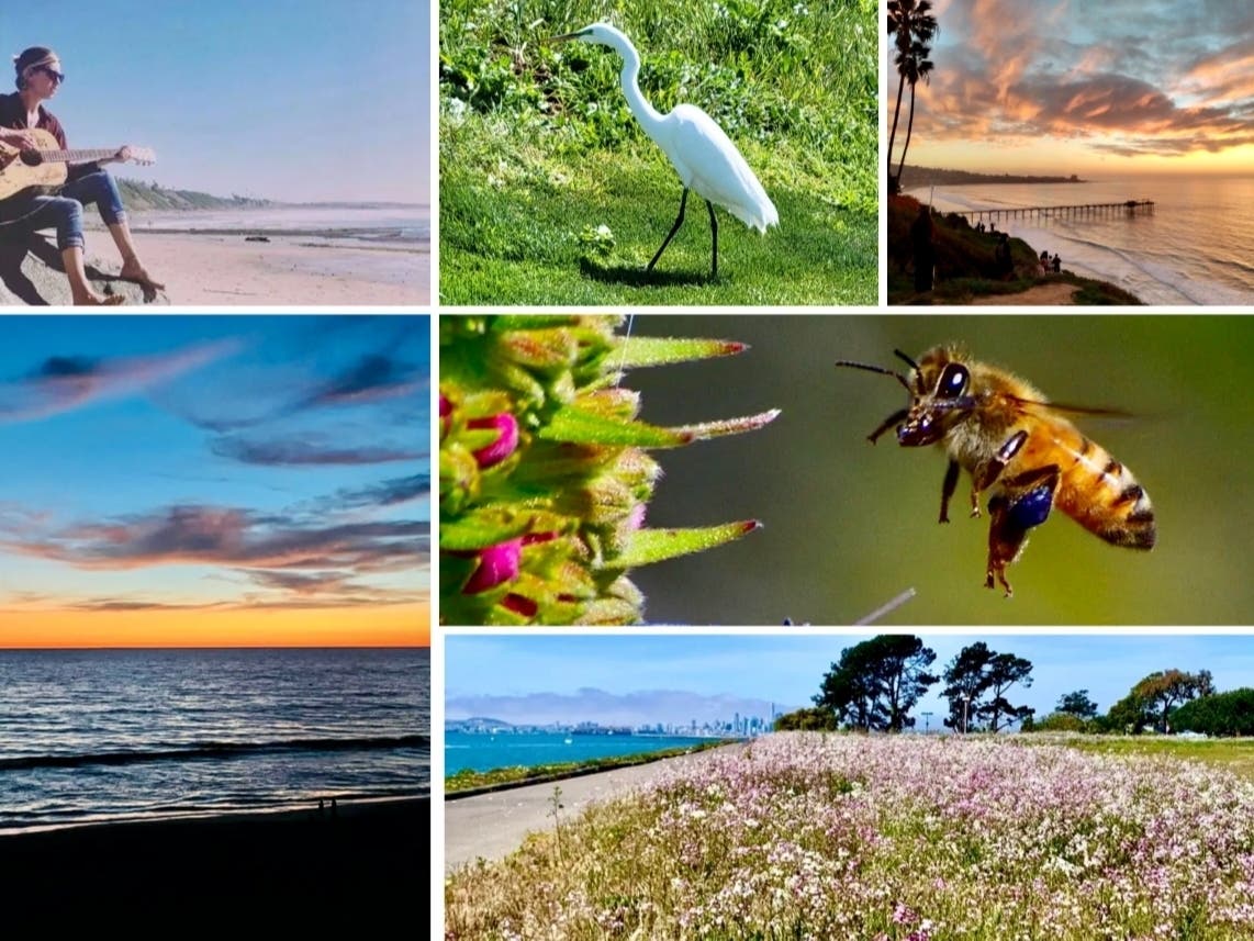 Clockwise from top left: Playing Guitar At Swami's Beach; Egret Crashes Golf Outing; Sunset Over Scripps Pier; Buzzing Bee; Spring Carpet Of Wildflowers; Sunset In Carlsbad