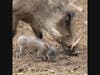 At just a few weeks old, Safari West's warthog piglets have already started leaving their nest to explore.