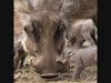 At just a few weeks old, Safari West's warthog piglets have already started leaving their nest to explore.