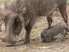 At just a few weeks old, Safari West's warthog piglets have already started leaving their nest to explore.