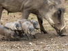 At just a few weeks old, Safari West's warthog piglets have already started leaving their nest to explore.