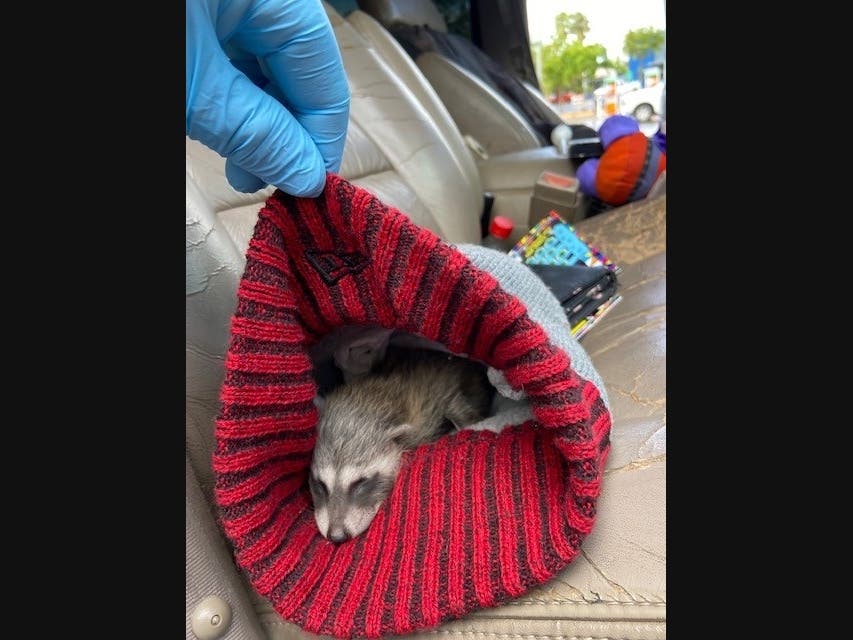 This baby raccoon was recovered by Sonoma County sheriff's detectives when they spotted a trailer reported stolen more than a year ago from Petaluma.