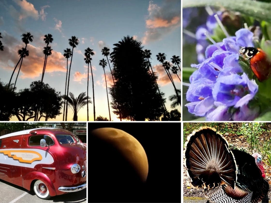 Clockwise from top left: Pink Clouds And Palms; 3 Beautiful Spring Moments; Ardenwood Turkey; 3 Stunning Images Of May 2022 Lunar Eclipse; Classis Cars Cruise Petaluma In Salute To "American Graffiti"