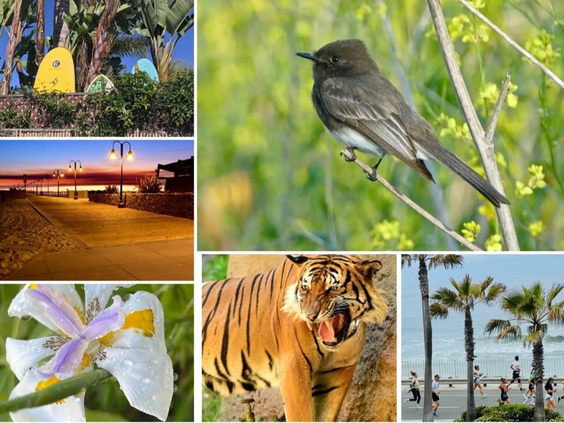 Clockwise from top left: Leucadia Surfboards; Black Phoebe At Guajome Regional Park; Carlsbad 5000; Tiger At The San Diego Zoo; Watering Plants; Sunset At The Imperial Beach Pier
