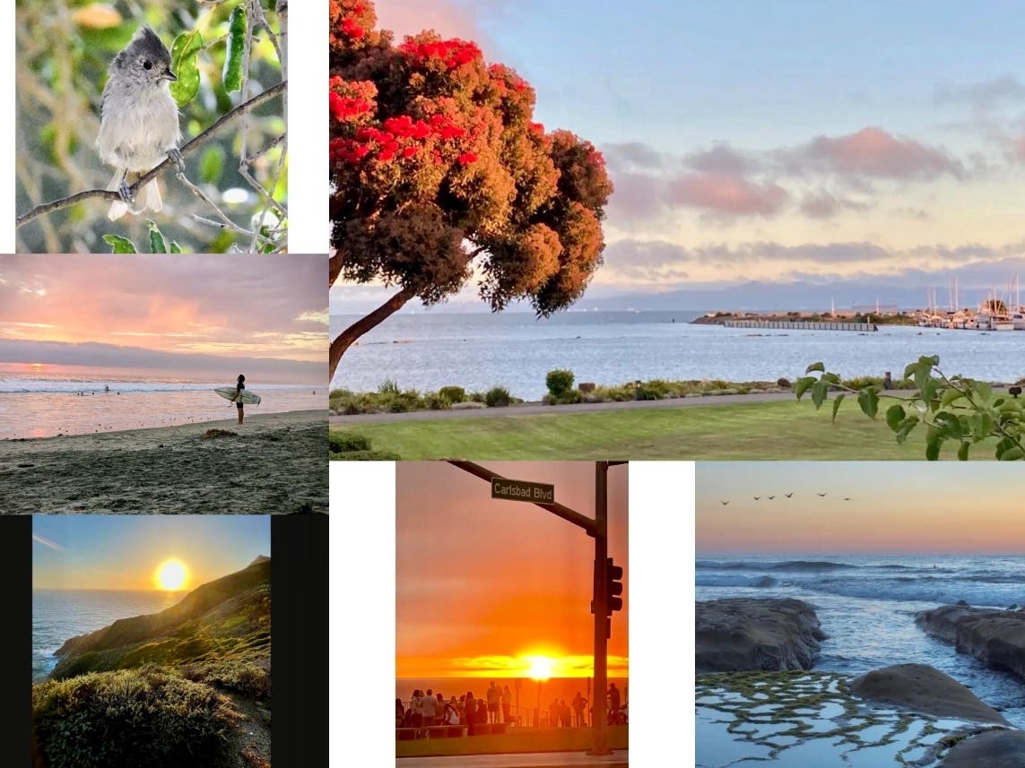 Clockwise from top left: Oak Titmouse; Beautiful Blooms At Crown Harbor; 'Blue Hour' In San Diego; Sunset On Carlsbad Boulevard; Sunset Off Devil's Slide In Pacifica; Surfer At Cardiff Reef