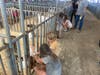 The livestock area of the Napa Town & Country Fair, which opened Thursday for a four-day run.