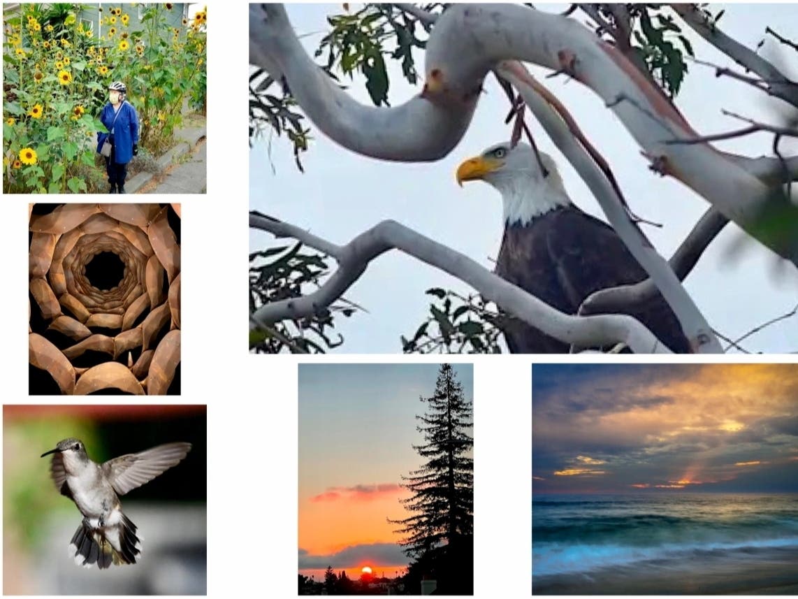 Clockwise from top left: Towering Sunflowers In Alameda; Bald Eagle Perched In Tree; Warm Waters In Carlsbad; Sunset From Haddon Hill; Hummingbirds In Ramona; Nighttime On Alameda